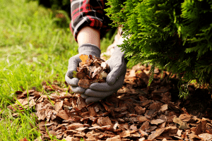 Paillage de plante