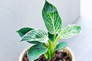 Philodendron