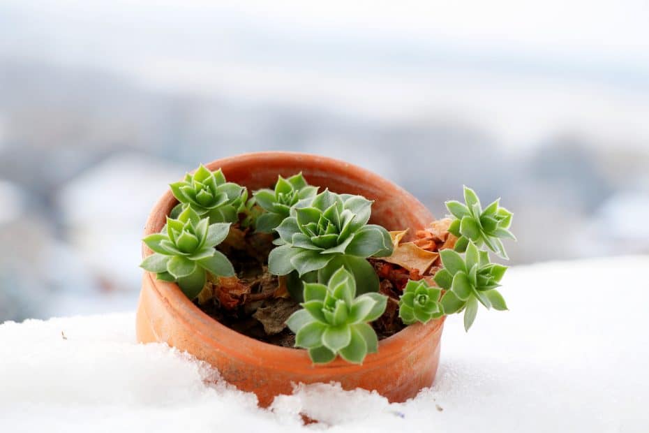 Plante en pot à l'extérieur.