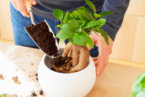 Entretien de bonsai 