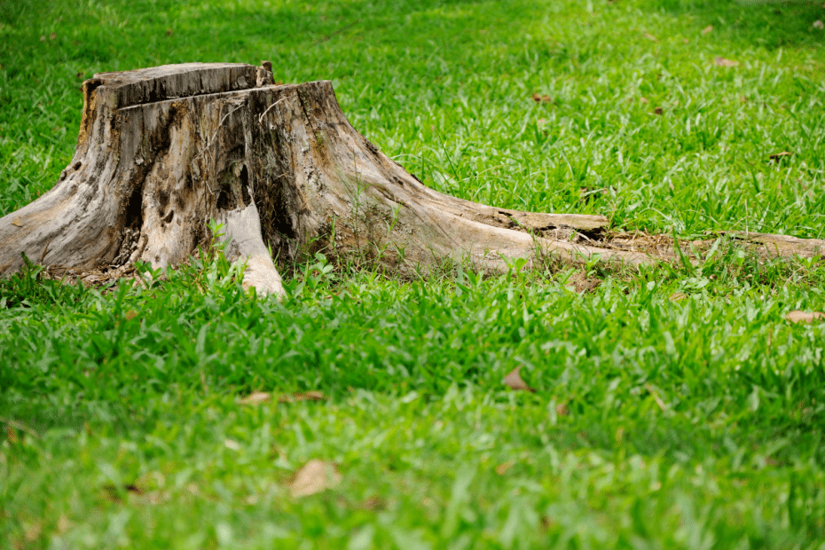 Une souche d'arbre