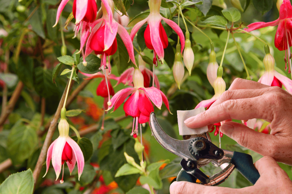 Taille au jardin.