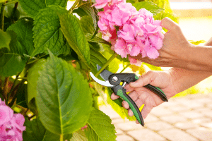 Tailler les hortensias