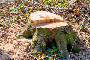 Une souche d'arbre