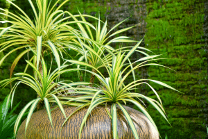 Chlorophytum