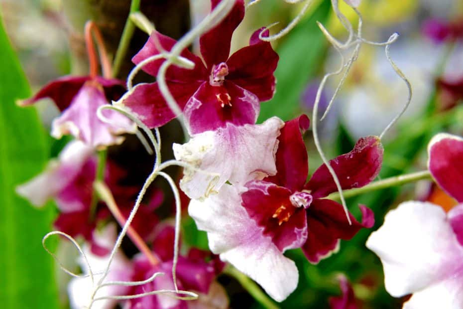 Des racines sur des orchidés