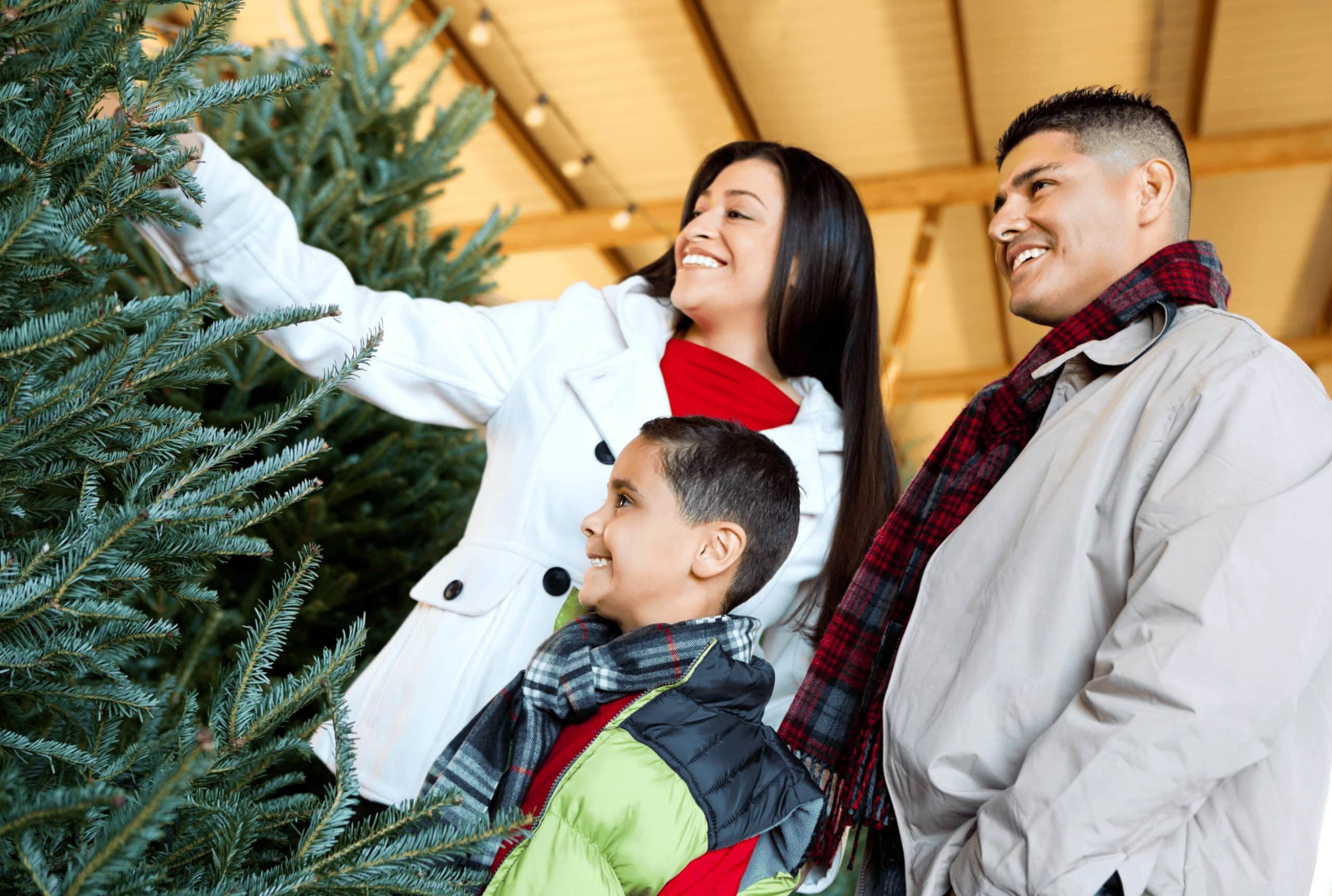 Quand acheter un sapin de Noël pour qu'il soit majestueux le 24