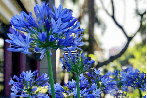 Agapanthes au jardin