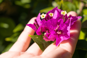 Bougainvillier au jardin