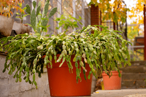 Cactus de Noel