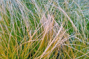 Carex testacea