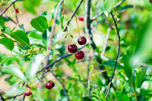 Cerisier et fruits