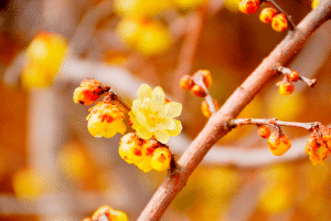 Chimonanthus