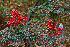 Cotonéaster