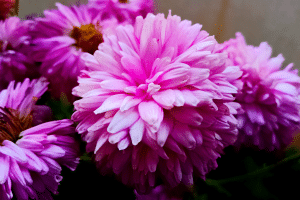 Dahlias en fleurs