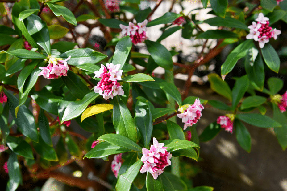 Daphne odora.