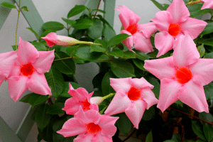 Dipladenia rose.