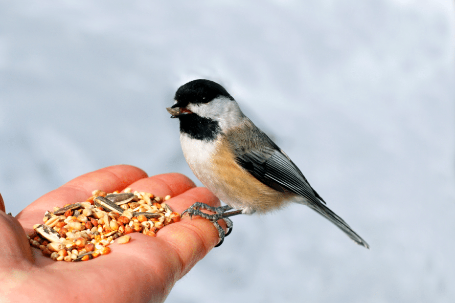 Donner de la nourriture à un oiseau