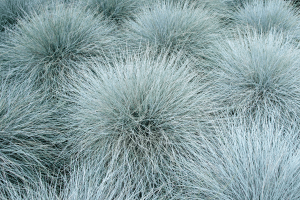  Fétuque bleue.