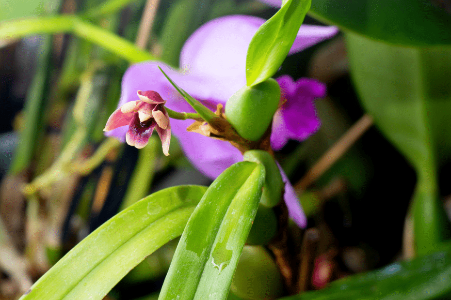 Feuilles d'orchidée.