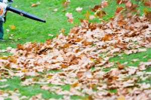 Feuilles mortes au jardin.