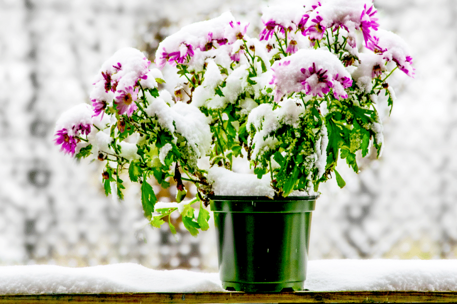 Fleur en pot au balcon pendant l'hiver