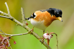 Fringilla montifringilla.