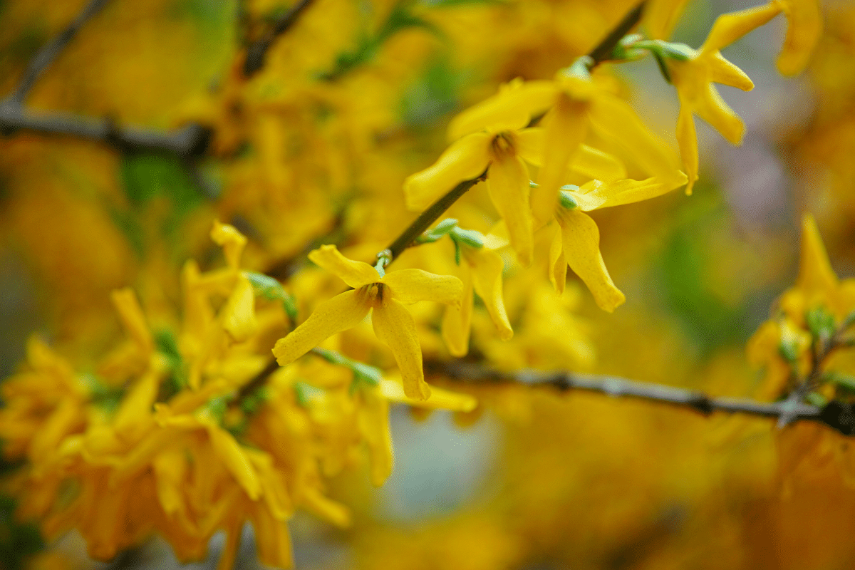 Arbustes à fleurs jaunes en hiver : 7 choix pour illuminer votre jardin
