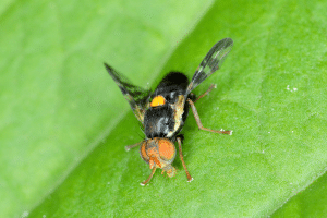  Mouche du cerisier.