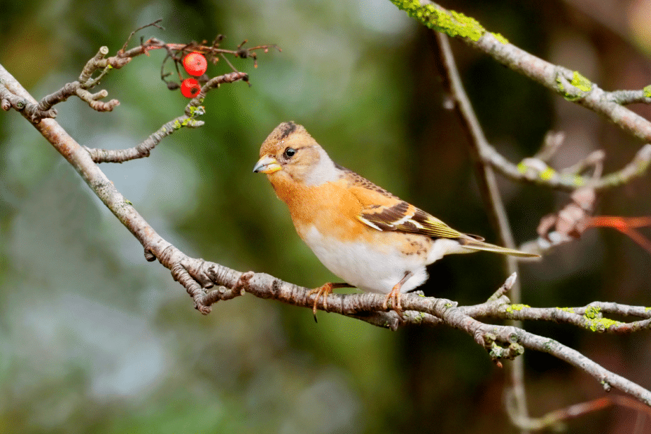 Oiseau d'hiver.