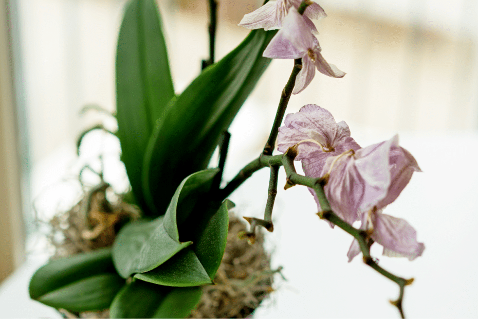 Orchidée malade