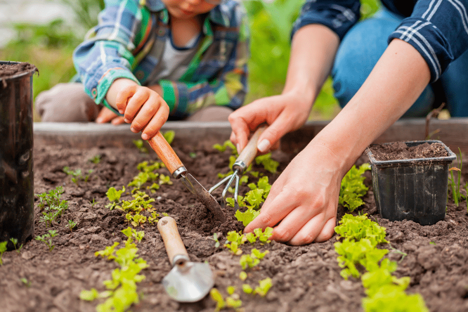 Planter des légumes