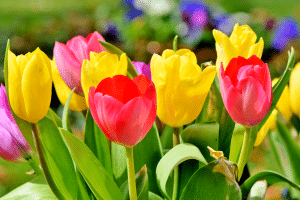 Tulipes au jardin