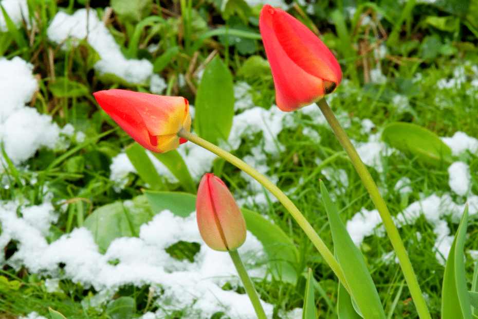 Tulipes en hiver