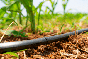 Irrigation goutte à goutte