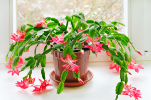 Cactus de Noel en pot