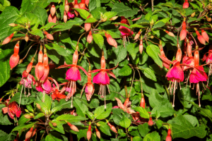 Fuchsia magellanica