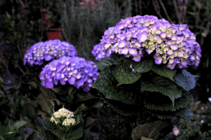 Hortensias en fleurs