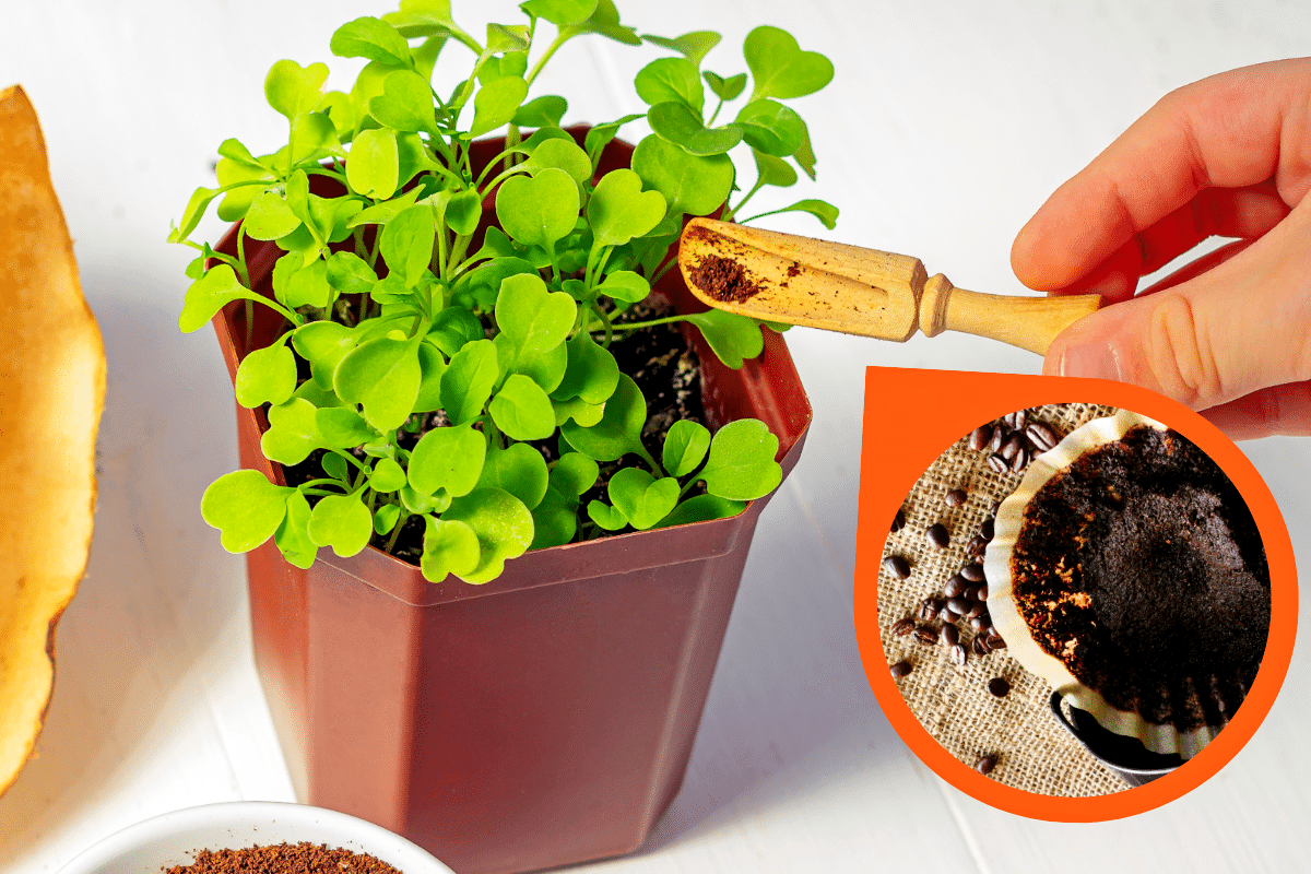 Engrais naturels pour plantes vertes : 5 déchets à utiliser pour les booster