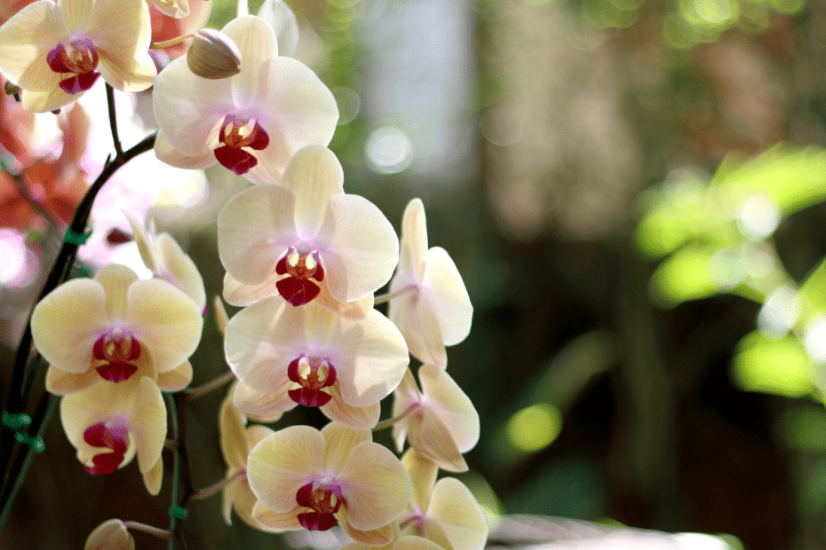 Orchidée en fleurs