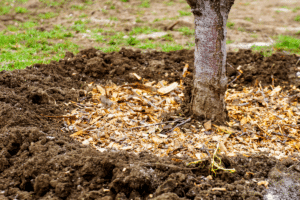 Paillis au pied d'un arbre