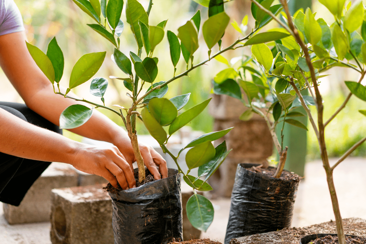 Des arbres fruitiers dans votre jardin pour faire des économies