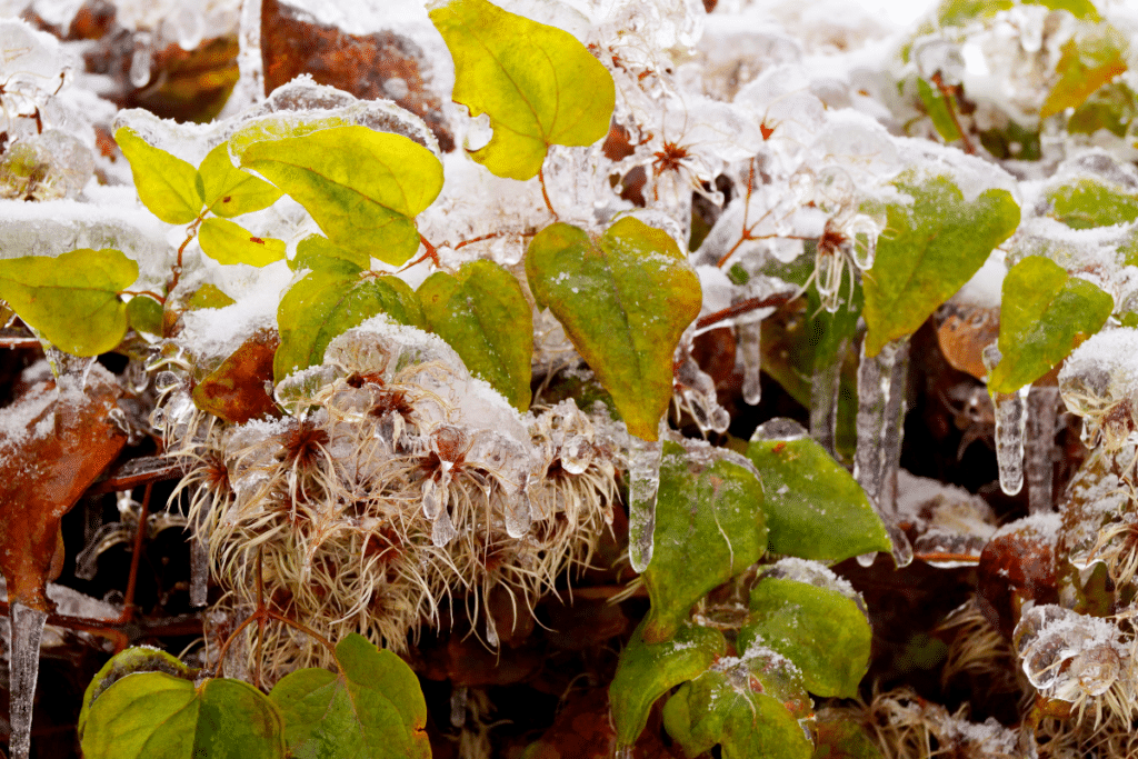 Plantes gelées