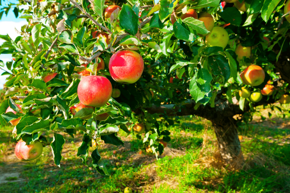Arbre fruitier avec de belles pommes