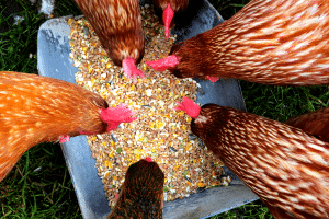 Poules en train de manger.