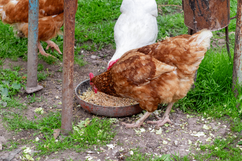 Poules qui mangent.