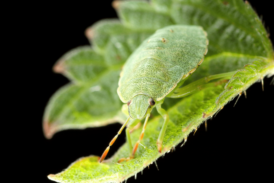 Punaise verte