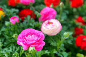 Ranunculus en fleurs 