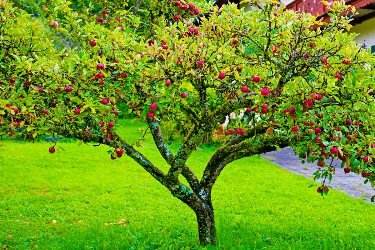 Jardin, verger, potager : voici tout ce que vous devez planter en automne !