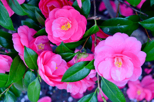 camellia 2